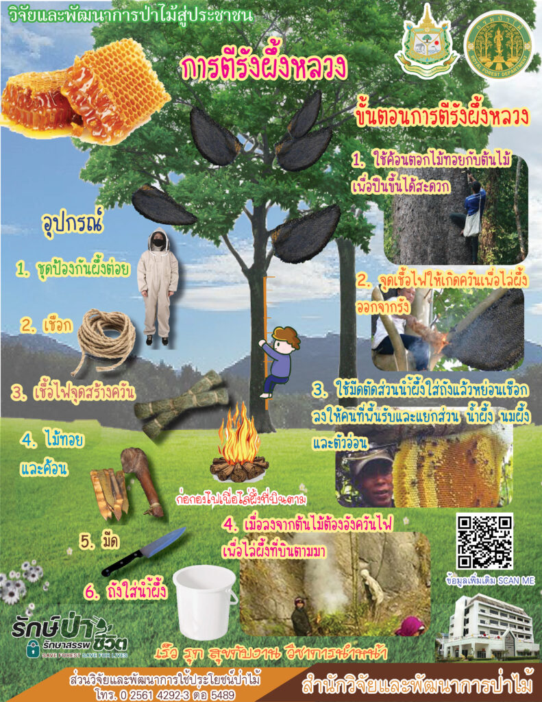 thumbnail of การตีรังผึ้งหลวง