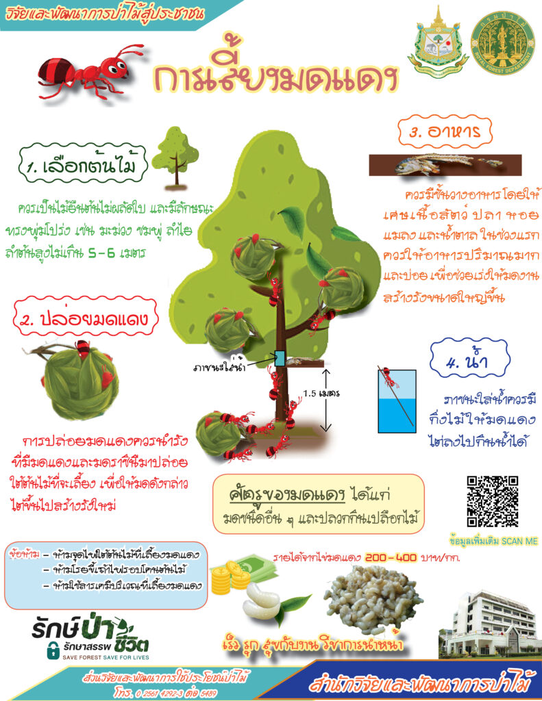 thumbnail of การเลี้ยงมดแดง