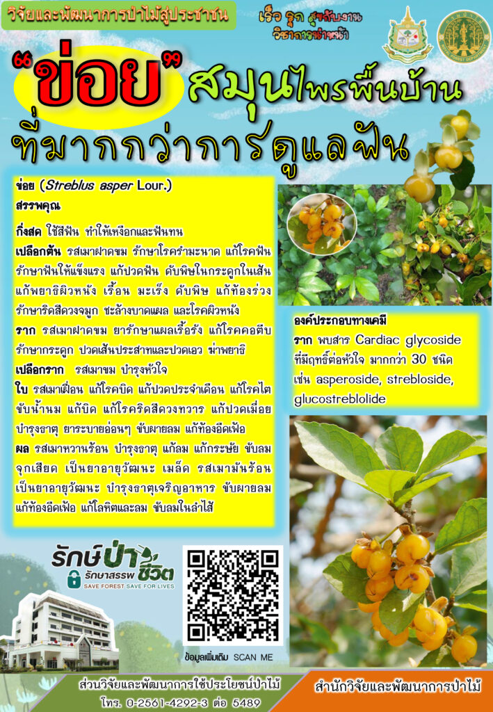 thumbnail of ข่อย-สมุนไพรพื้นบ้านที่มากกว่าการดูแลฟัน