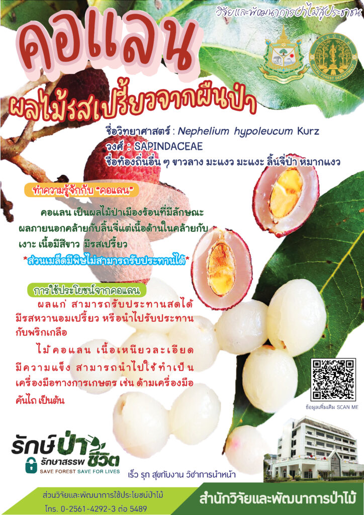thumbnail of คอแลน ผลไม้รสเปรี้ยวจากผืนป่า