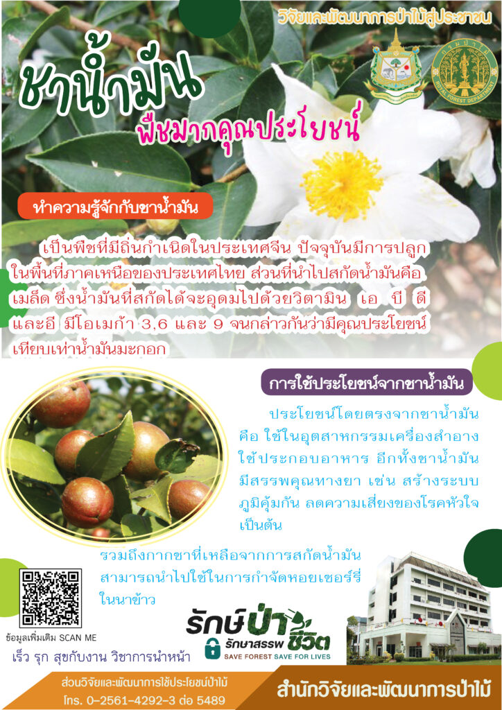 thumbnail of ชาน้ำมัน พืชมากคุณประโยชน์