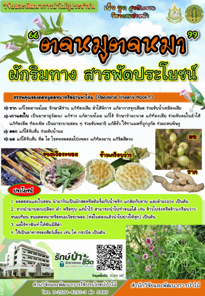 thumbnail of ตดหมูตดหมา-ผักริมทางสารพัดประโยชน์