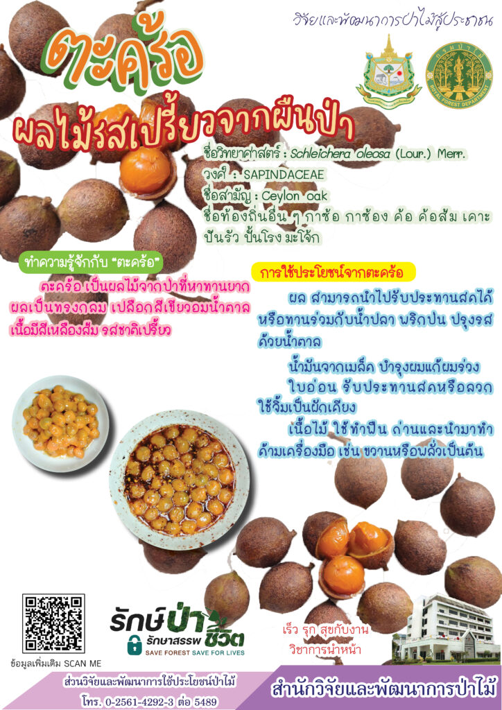 thumbnail of ตะคร้อ ผลไม้รสเปรี้ยวจากผืนป่า