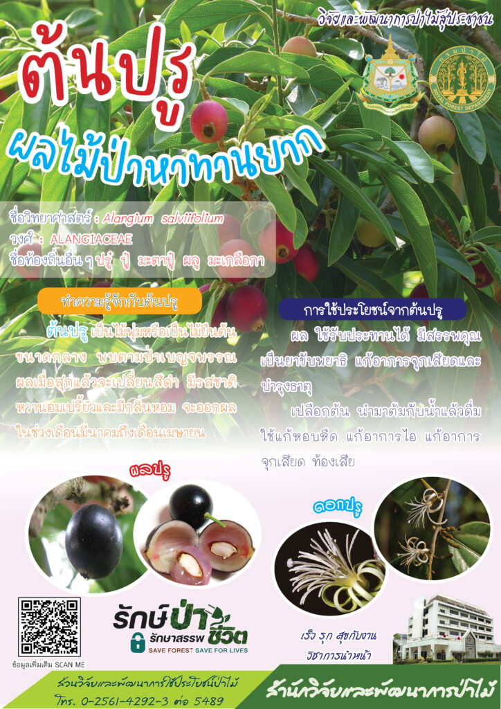 thumbnail of ต้นปรู ผลไม้ป่าหาทานยาก