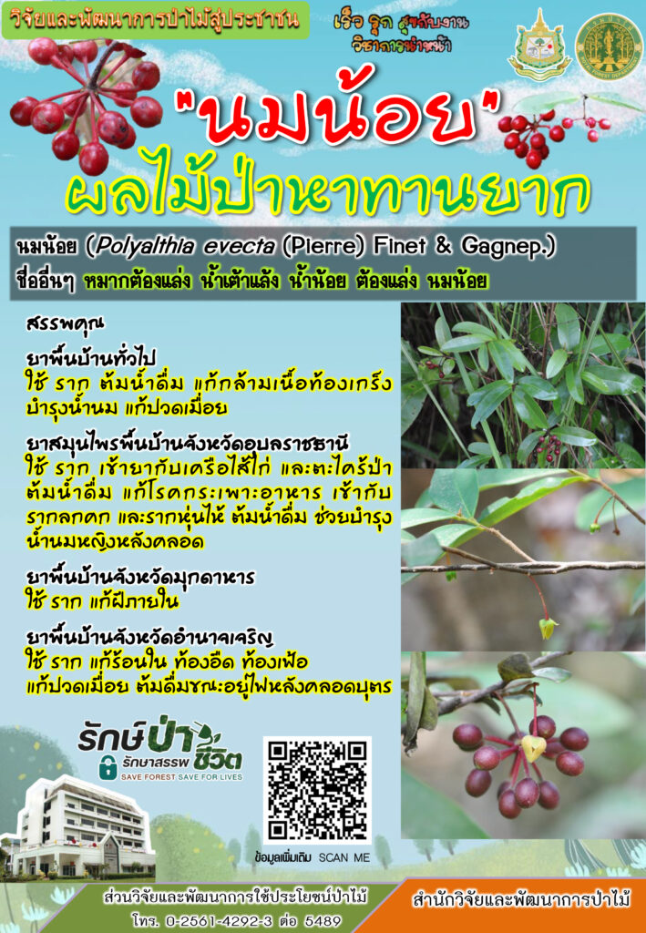 thumbnail of นมน้อย-ผลไม้ป่าหาทานยาก