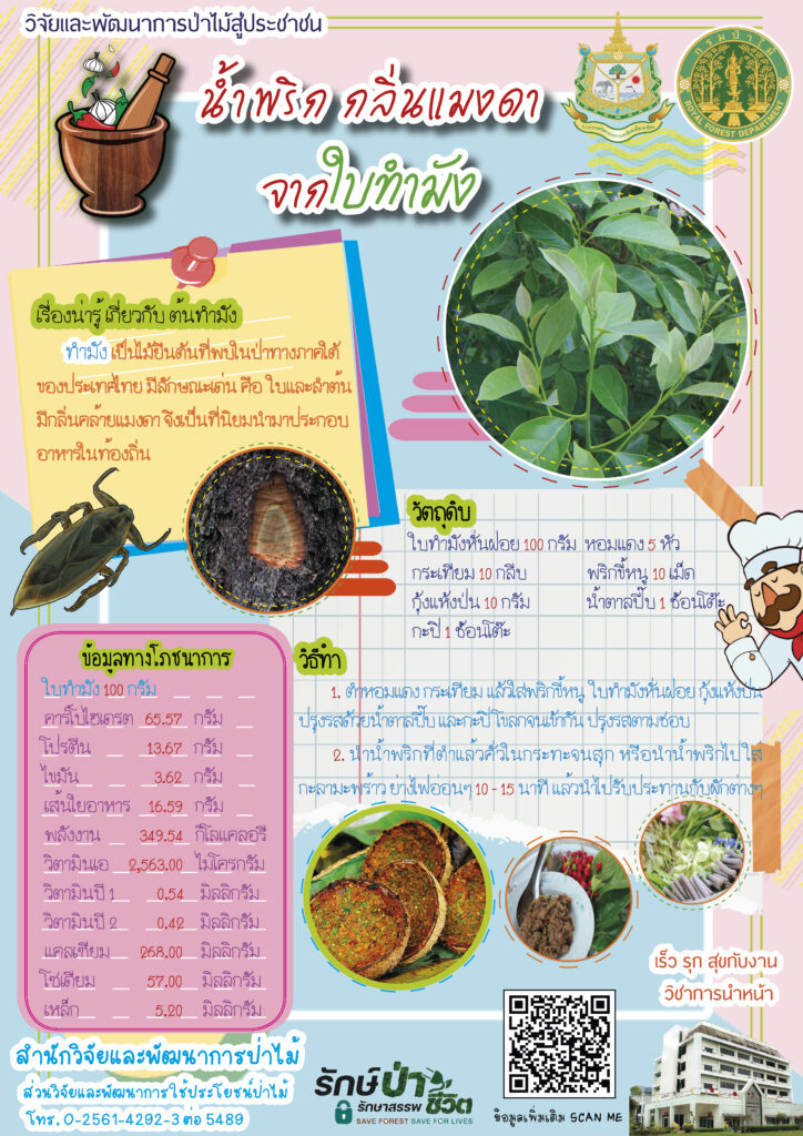 thumbnail of น้ำพริกกลิ่นแมงดาจากใบทำมัง