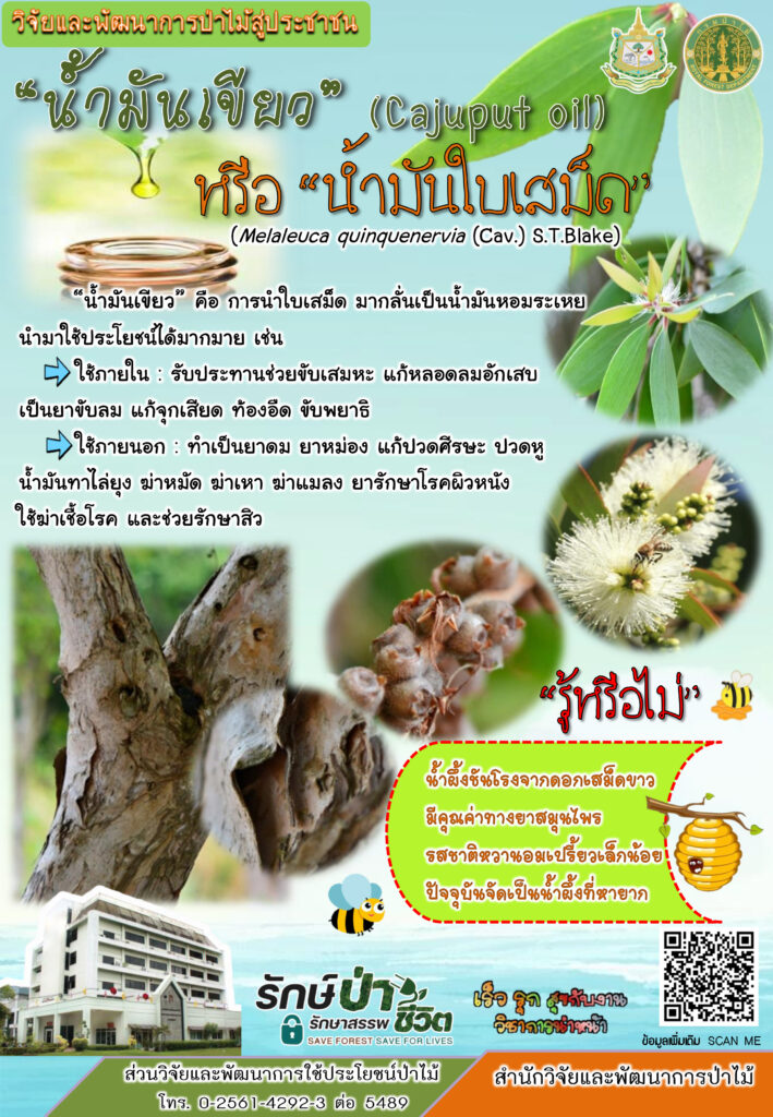 thumbnail of น้ำมันเขียวหรือน้ำมันใบเสม็ด