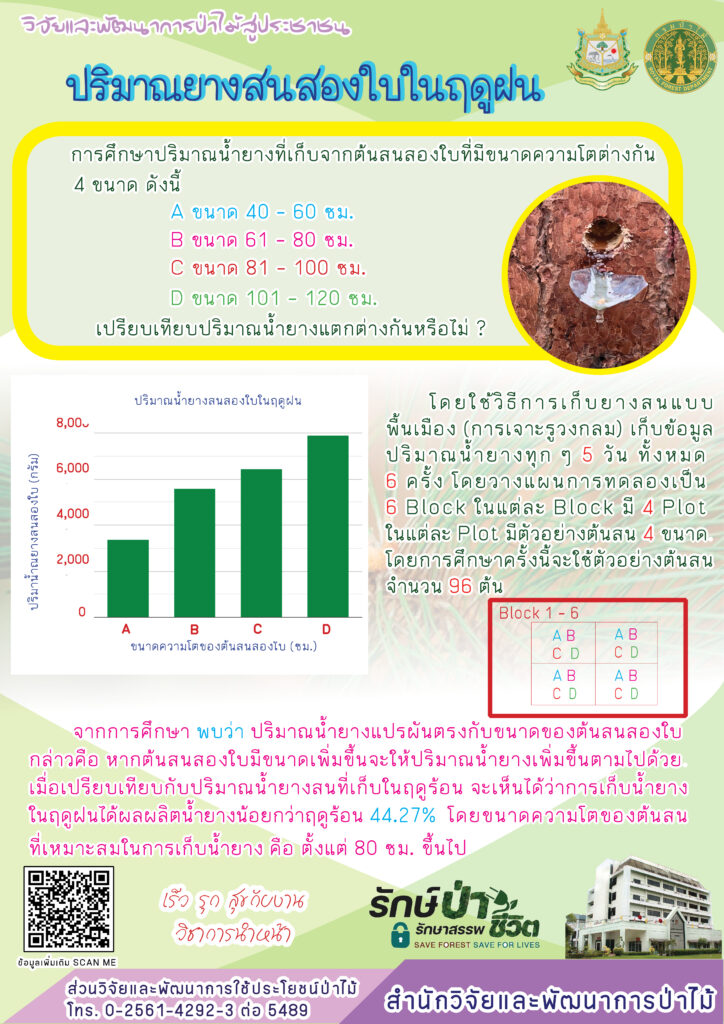 thumbnail of ปริมาณยางสนสองใบในฤดูฝน