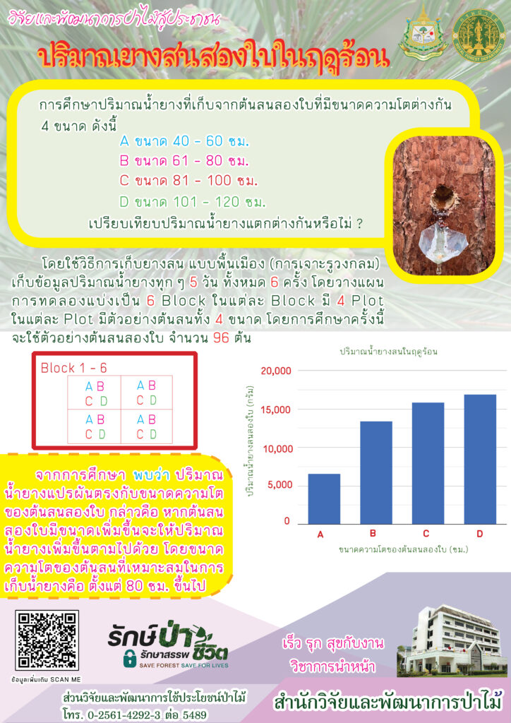 thumbnail of ปริมาณยางสนสองใบในฤดูร้อน