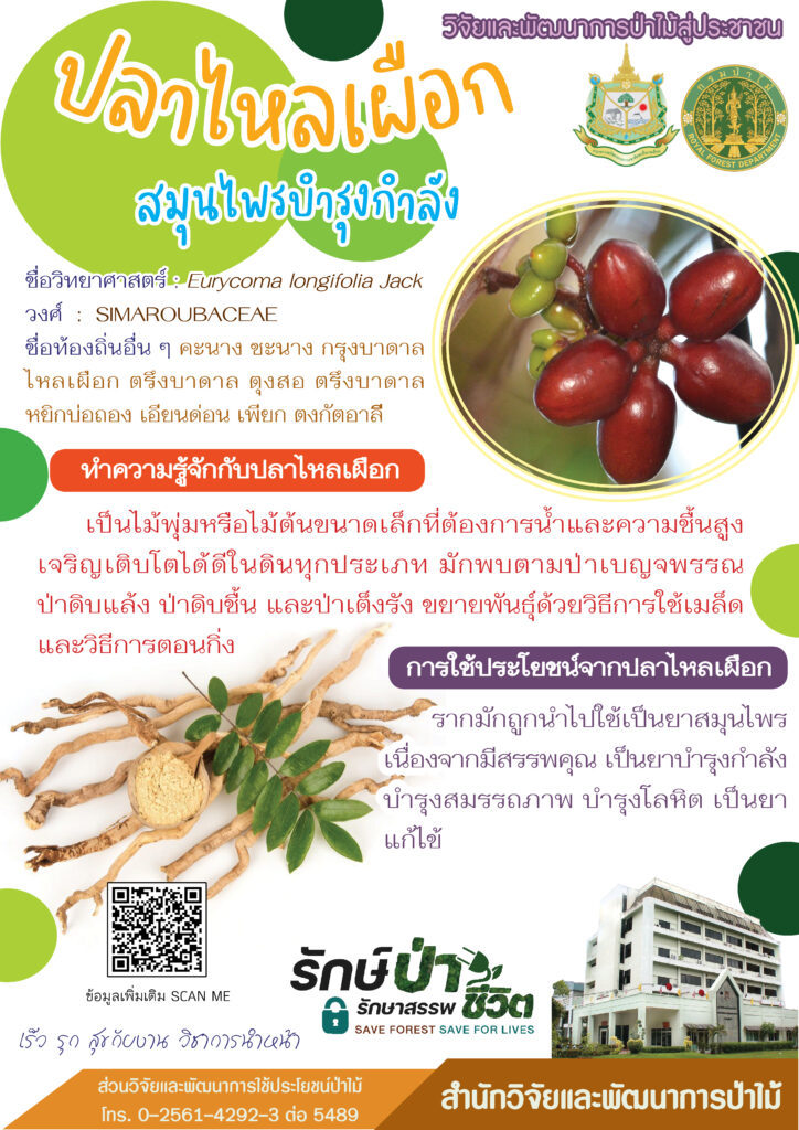 thumbnail of ปลาไหลเผือก สมุนไพรบำรุงกำลัง