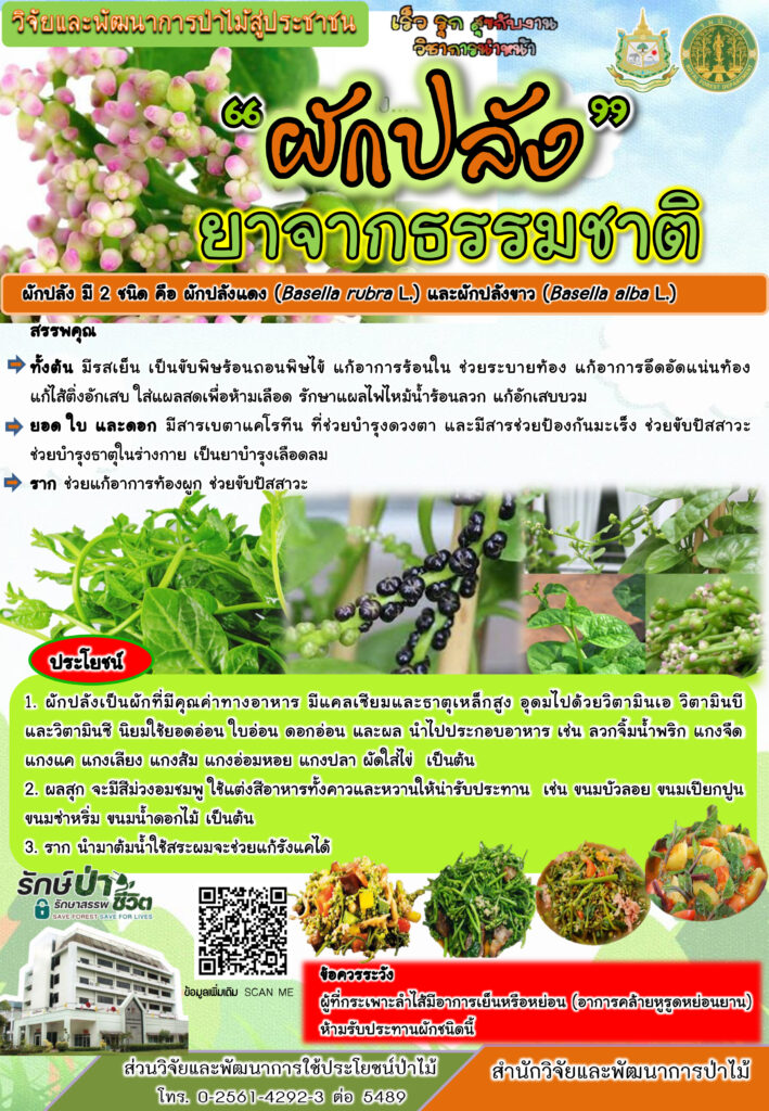 thumbnail of ผักปลัง-ยาจากธรรมชาติ