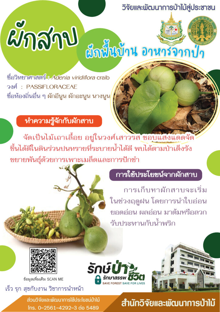 thumbnail of ผักสาบ ผักพื้นบ้านอาหารจากป่า