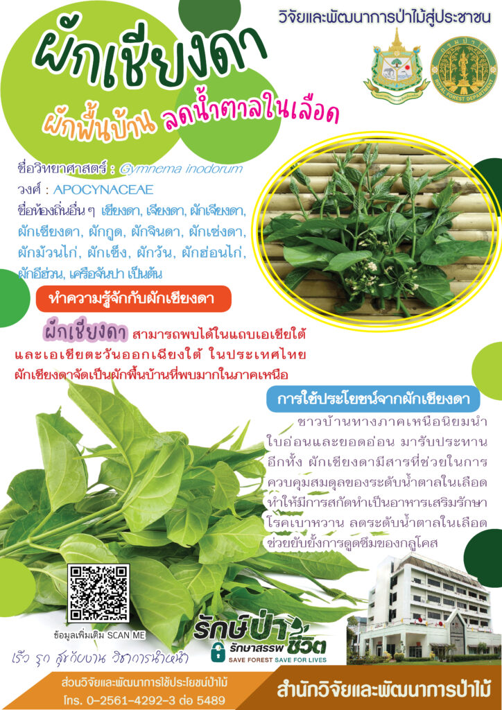 thumbnail of ผักเชียงดา ผักพื้นบ้าน ลดน้ำตาลในเลือด