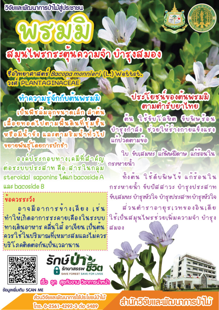 thumbnail of พรมมิ สมุนไพรกระตุ้นความจำ บำรุงสมอง