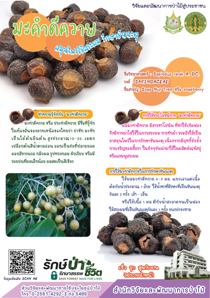 thumbnail of มะคำดีควาย สมุนไพรใช้สระผม รักษาชันนะตุ