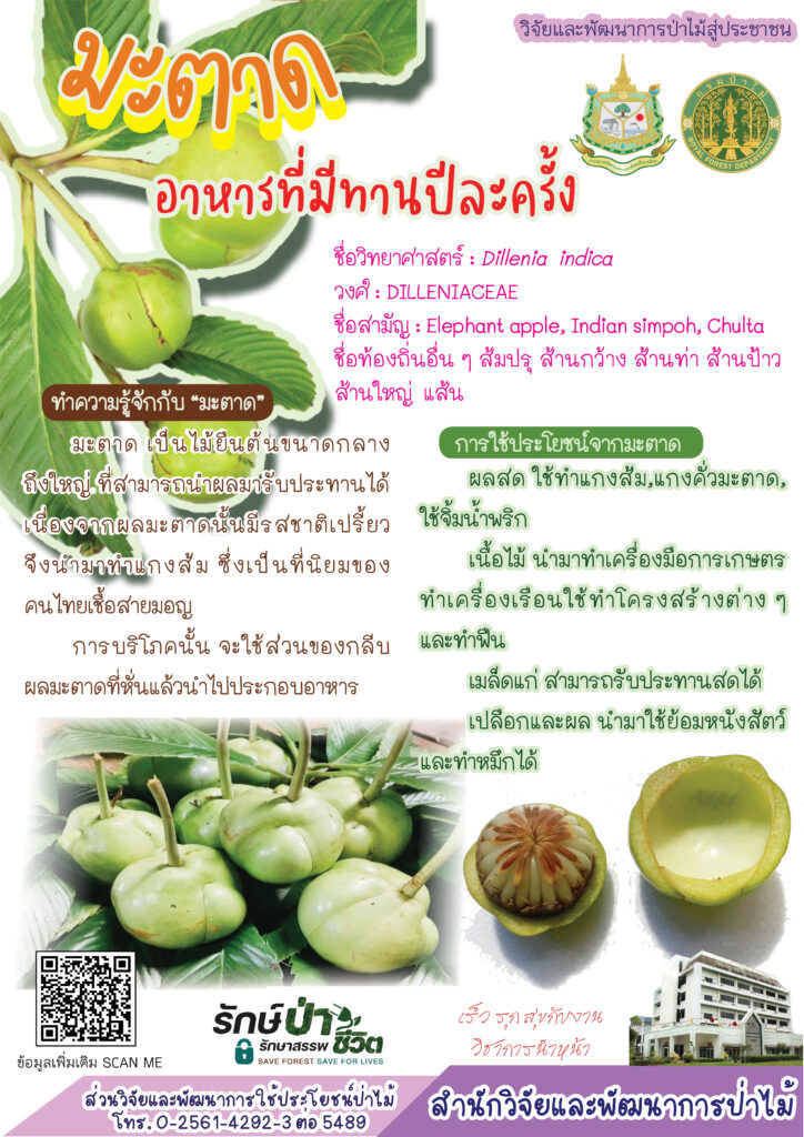 thumbnail of มะตาด อาหารที่มีทานปีละครั้ง