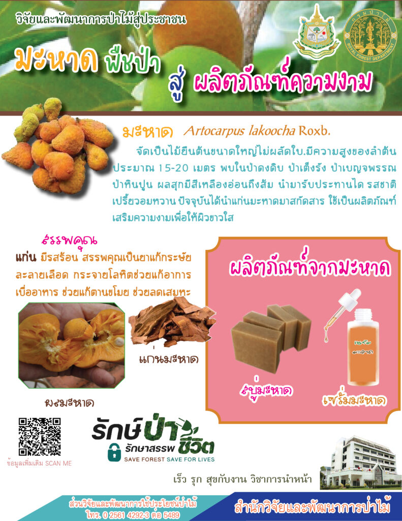 thumbnail of มะหาด พืชป่าสู่ผลิตภัณฑ์ความงาม