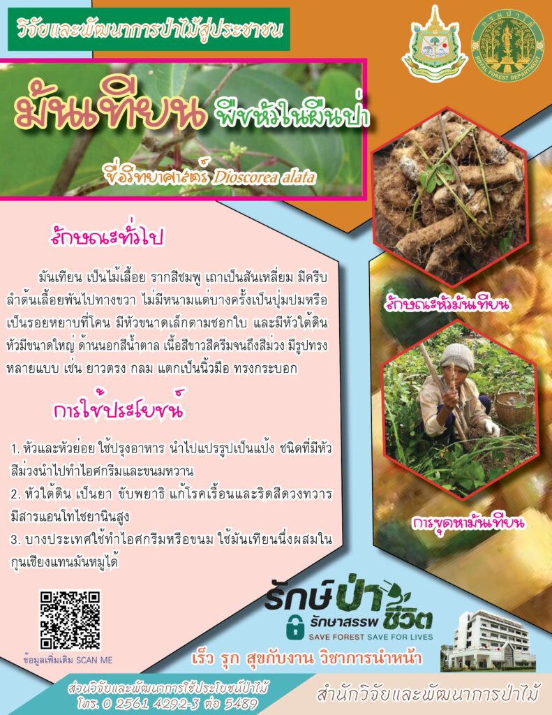 thumbnail of มันเทียน พืชหัวในผืนป่า