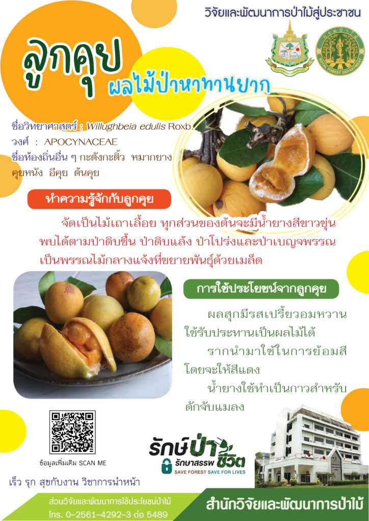 thumbnail of ลูกคุย ผลไม้ป่าหาทานยาก