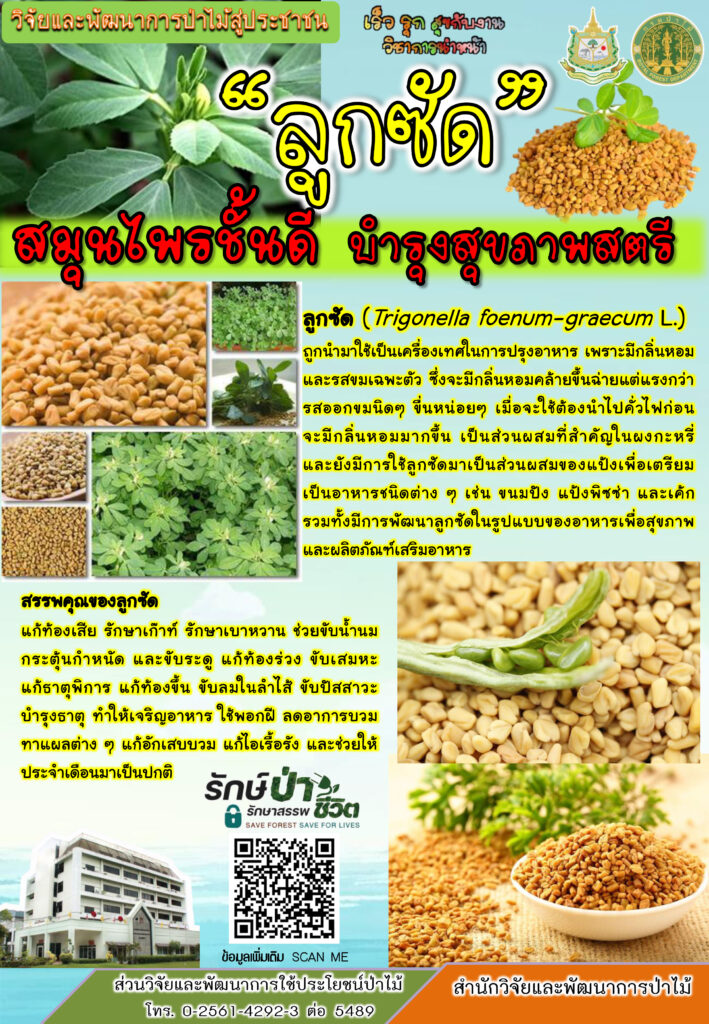 thumbnail of ลูกซัด-สมุนไพรชั้นดี-บำรุงสุขภาพสตรี