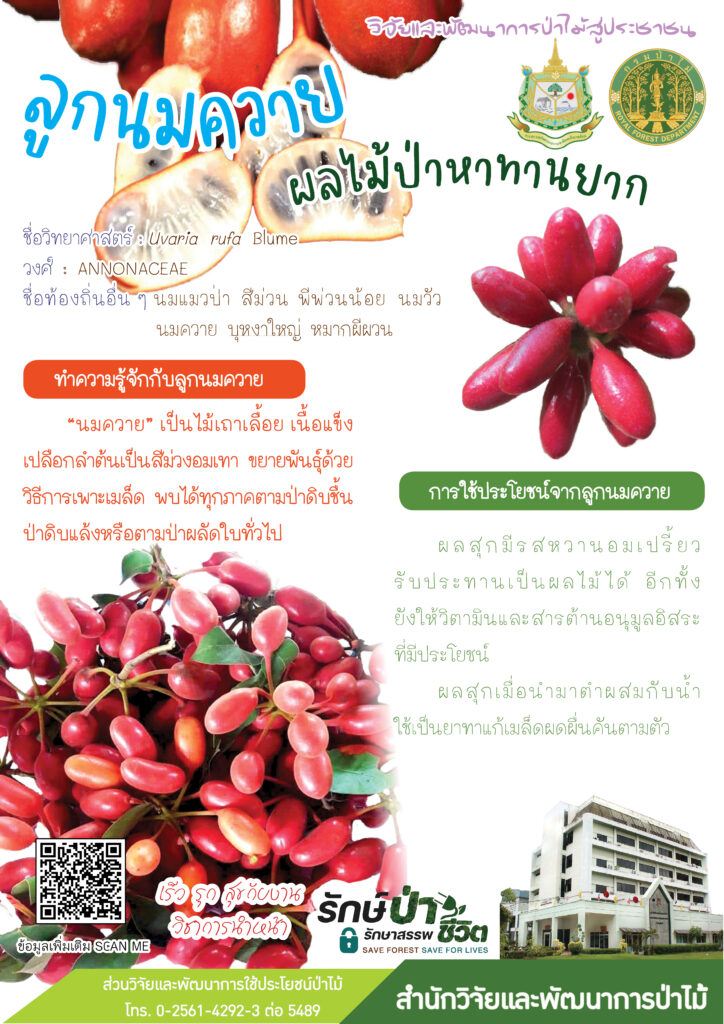thumbnail of ลูกนมควาย ผลไม้ป่าหาทานยาก