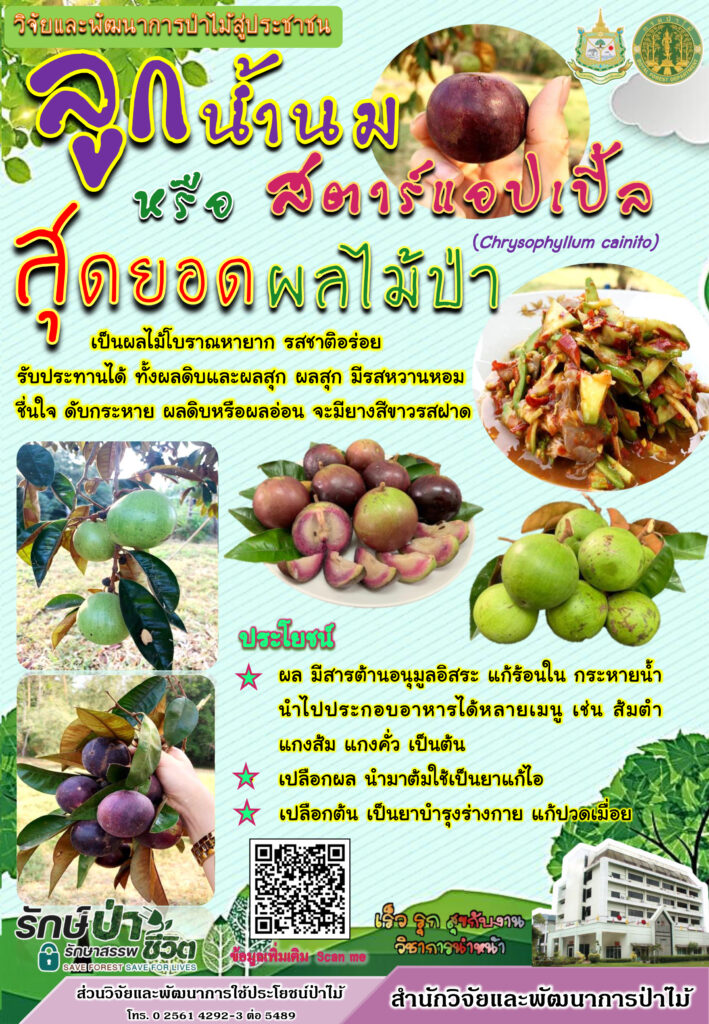 thumbnail of ลูกน้ำนมหรือสตาร์แอปเปิ้ล-สุดยอดผลไม้ป่า