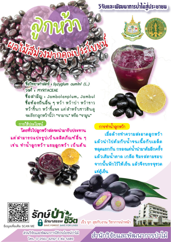 thumbnail of ลูกหว้า ผลไม้สีม่วงมากคุณประโยชน์