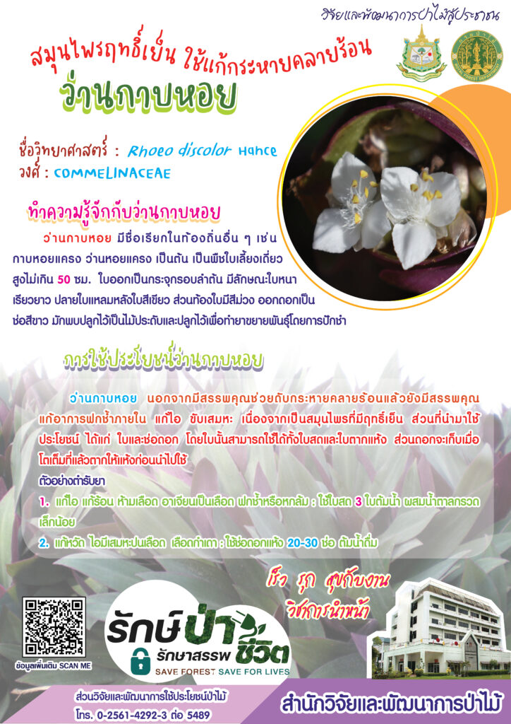 thumbnail of สมุนไพรฤทธิ์เย็น ใช้แก้กระหายคลายร้อน ว่านกาบหอย