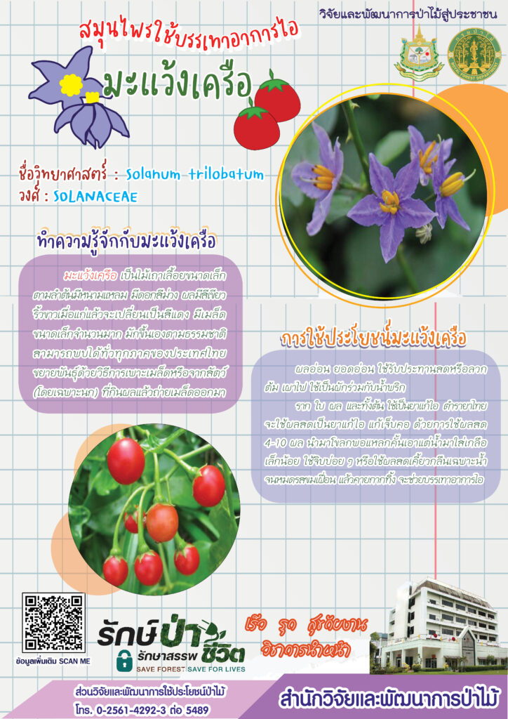 thumbnail of สมุนไพรใช้บรรเทาอาการไอ มะแว้งเครือ