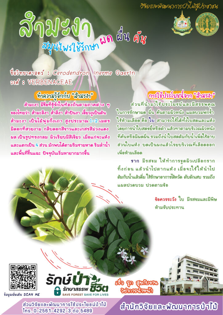 thumbnail of สำมะงาสมุนไพรใช้รักษา ผด ผื่น คัน