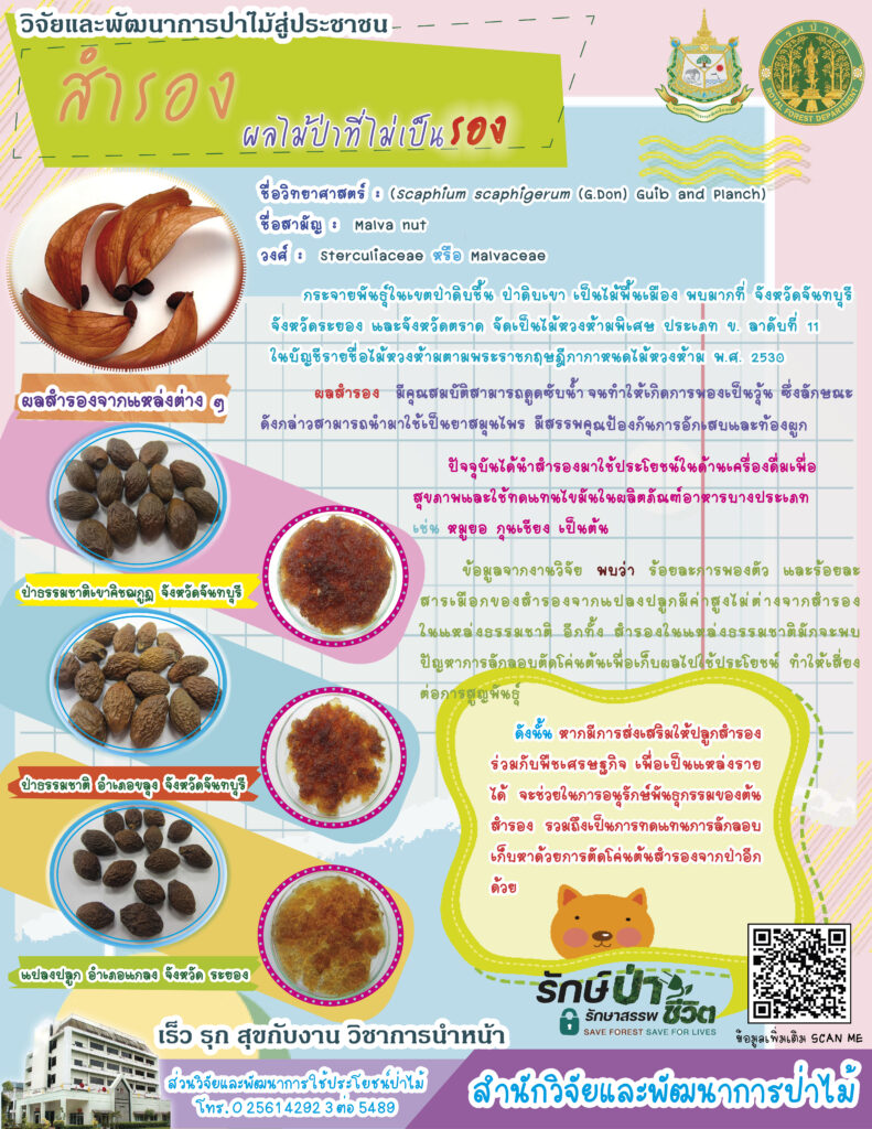 thumbnail of สำรอง ผลไม้ป่าที่ไม่เป็นรอง