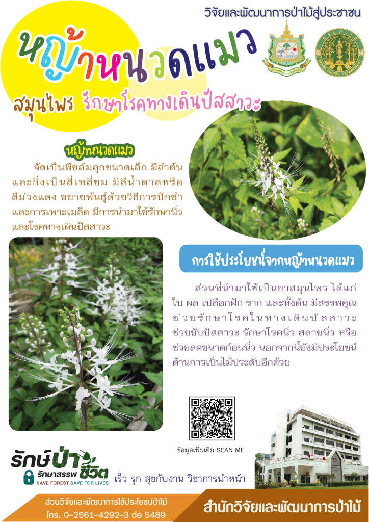 thumbnail of หญ้าหนวดแมว สมุนไพรรักษาโรคทางเดินปัสสาวะ