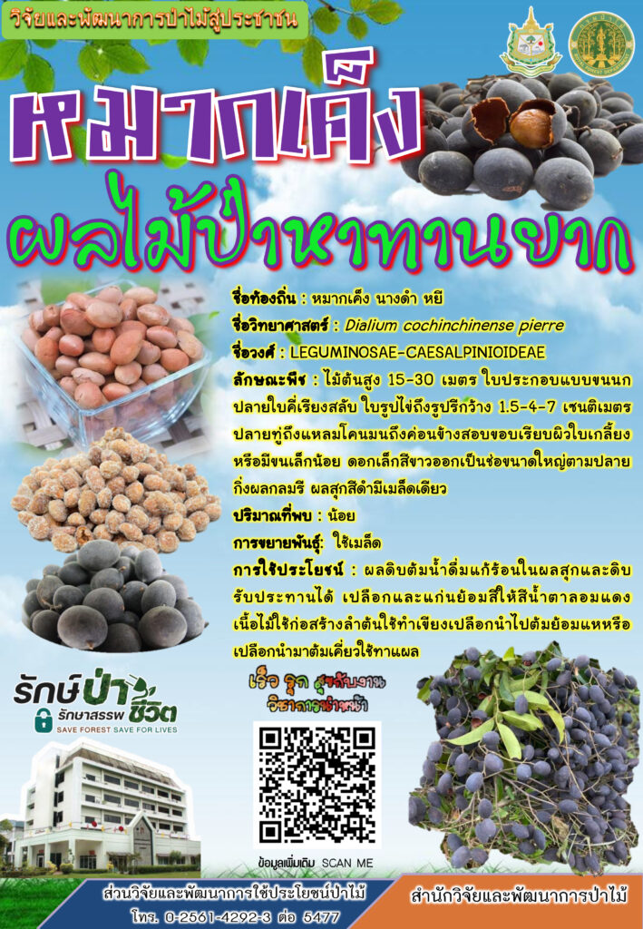 thumbnail of หมากเค็ง-ผลไม้ป่าหาทานยาก
