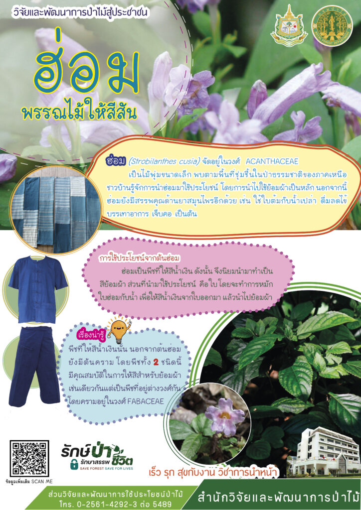 thumbnail of ฮ่อม พรรณไม้ให้สีสัน