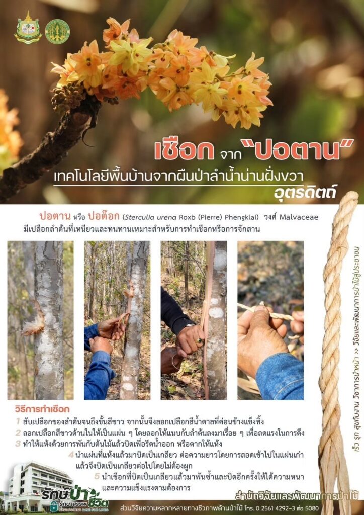 thumbnail of เชือกจากปอตาน