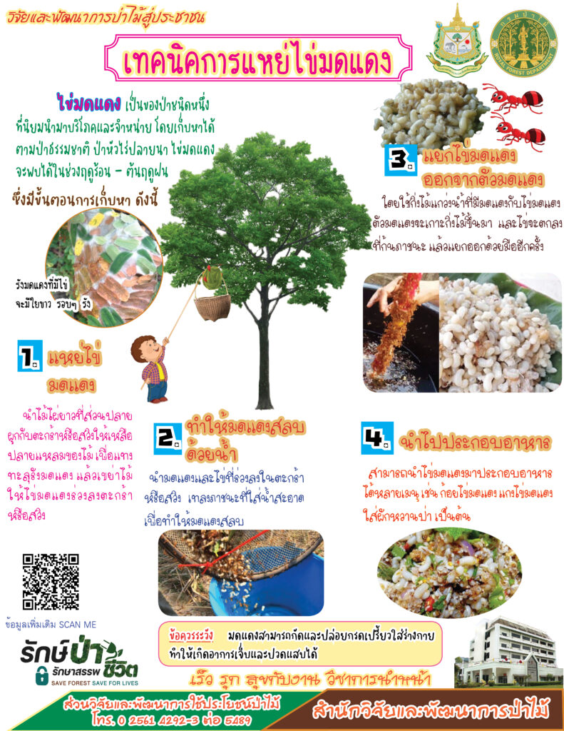 thumbnail of เทคนิคการแหย่ไข่มดแดง