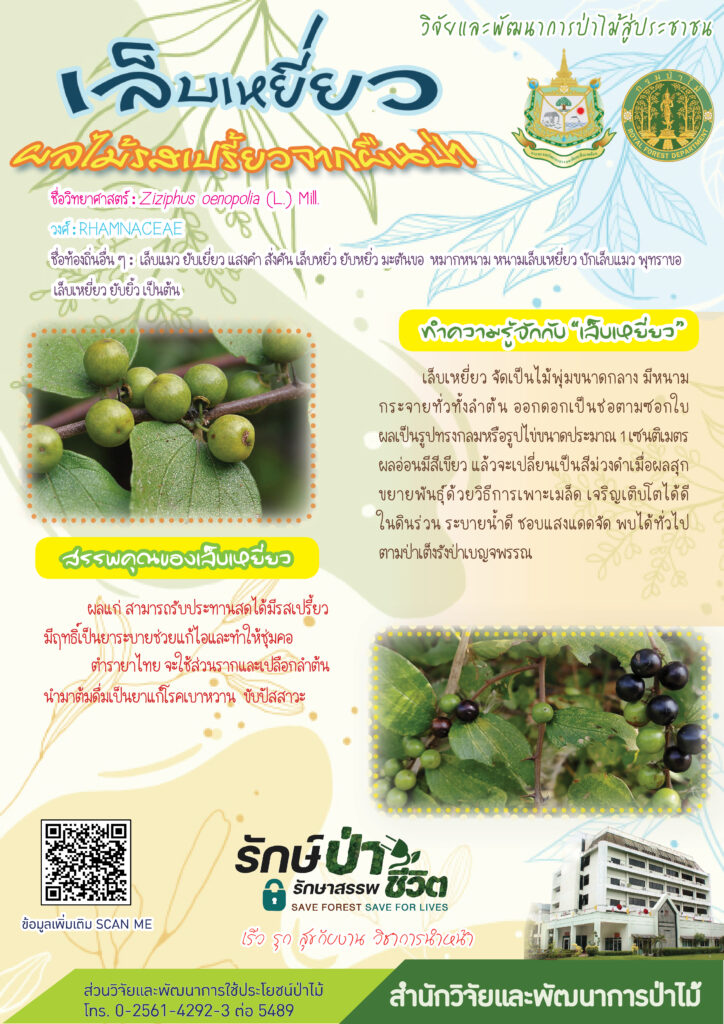 thumbnail of เล็บเหยี่ยว ผลไม้รสเปรี้ยวจากผืนป่า