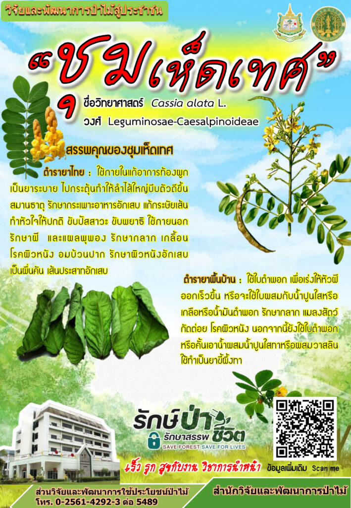 thumbnail of เห็ดชุมเทศ