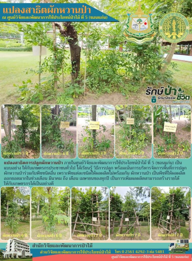 thumbnail of แปลงสาธิตผักหวาน